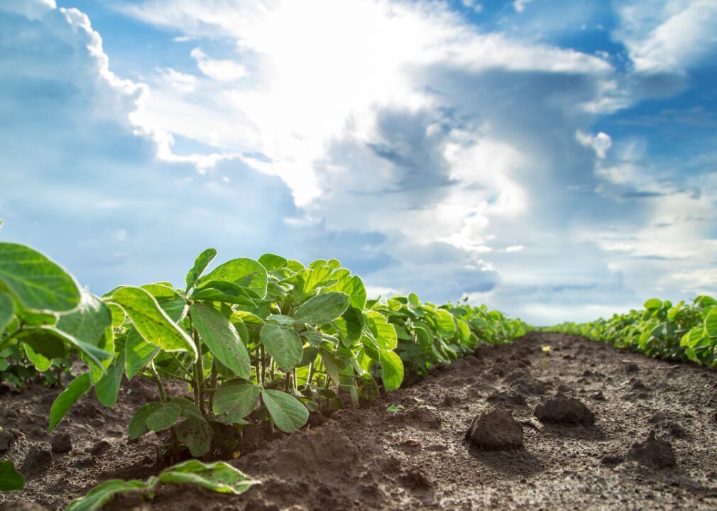 Genetically engineered crops grow